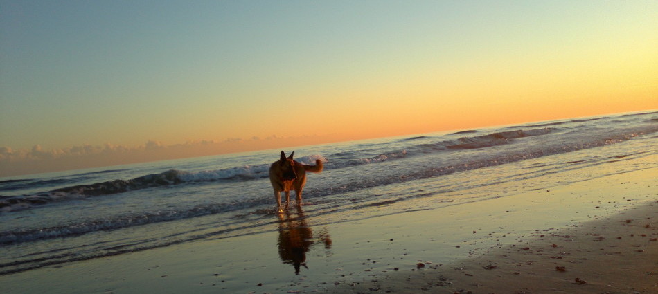 Lua corre felice sulla spiaggia.