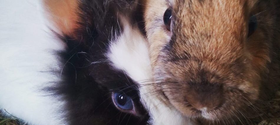 Tobia e Cotone vicini per sempre