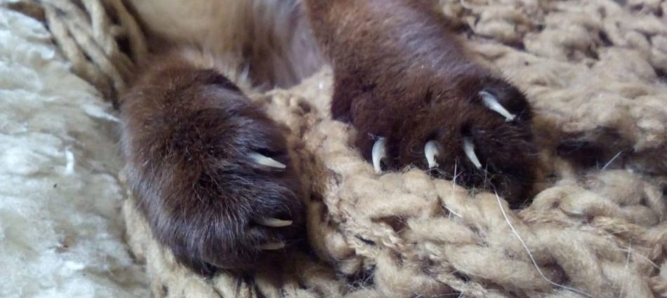 Le bellissime zampe di Camilla